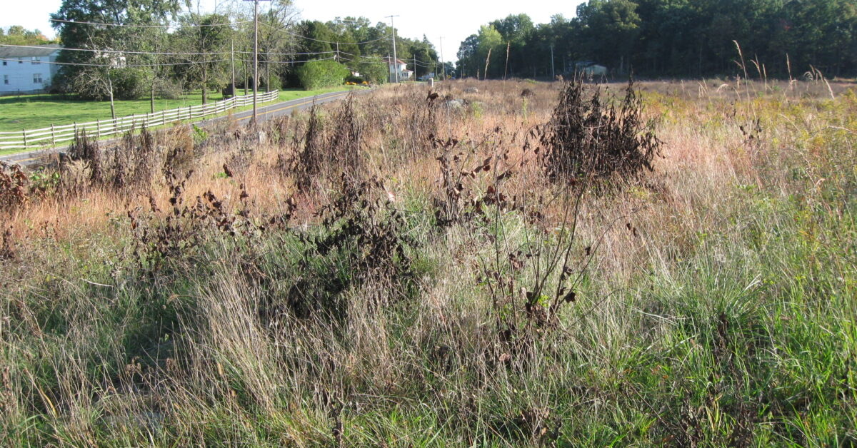 Light field brush and open grass growth