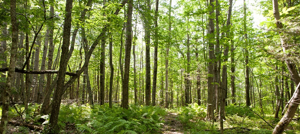 Rolling wooded terrain with a mild path
