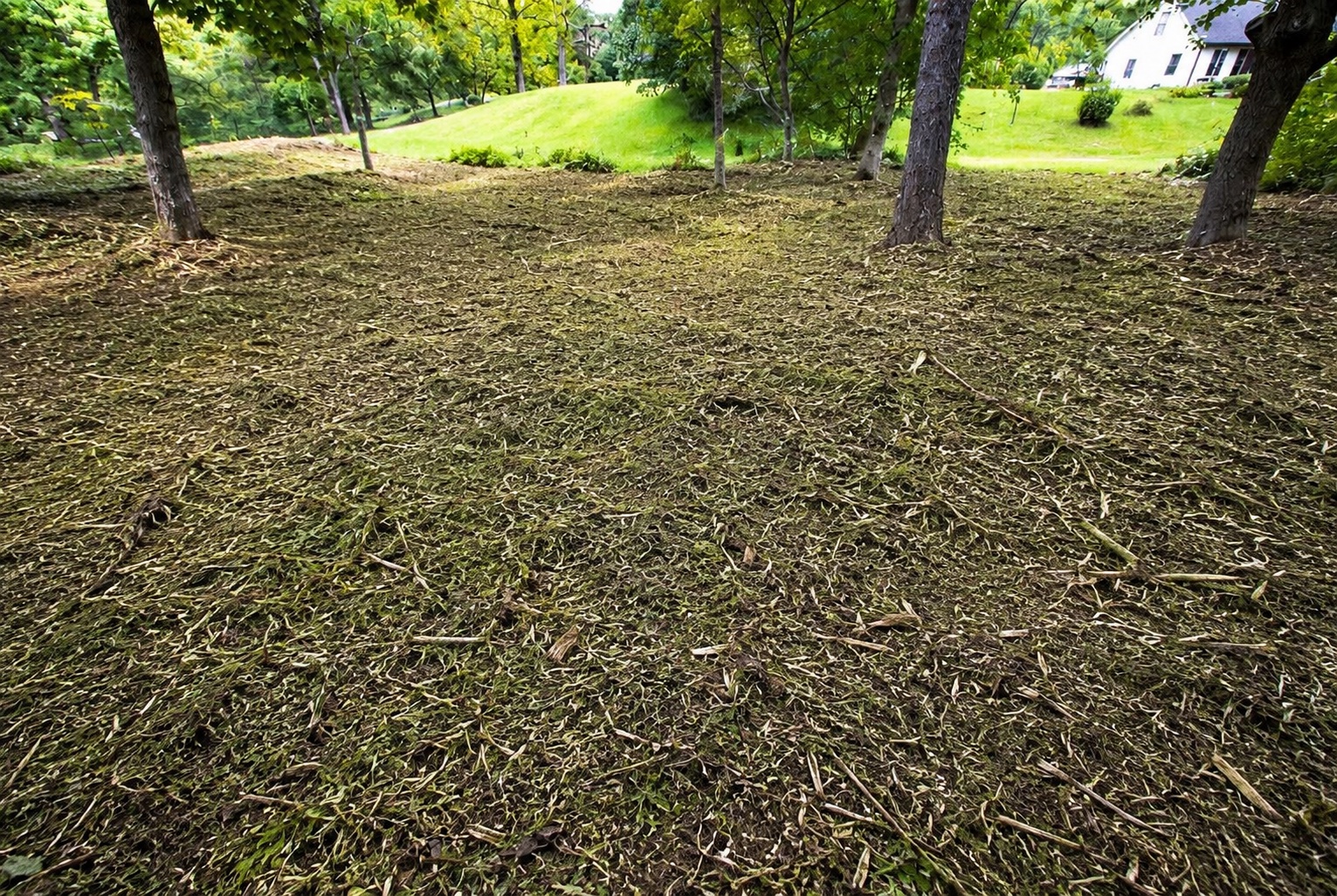 Opened forest floor after forestry mulching reduced heavy understory