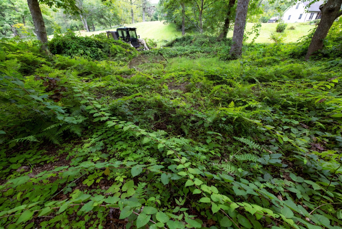 Overgrown property edge before forestry mulching