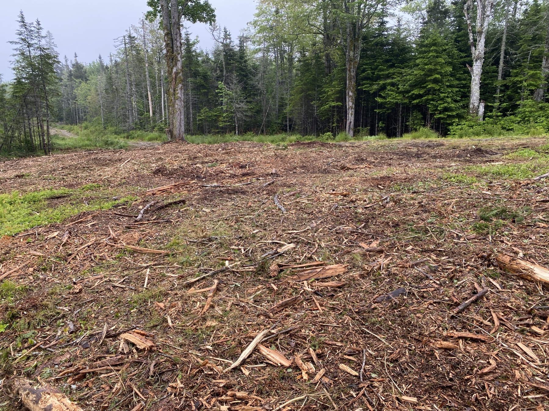 Opened woodland ground after land clearing work