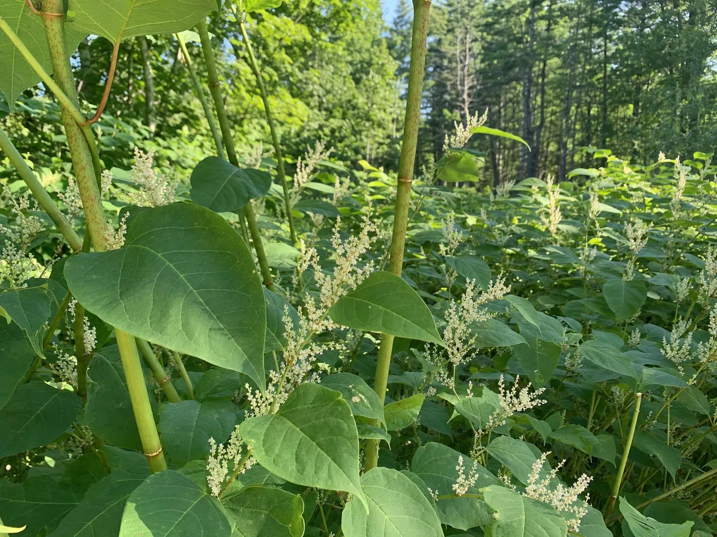 Japanese knotweed and invasive growth in a wooded area