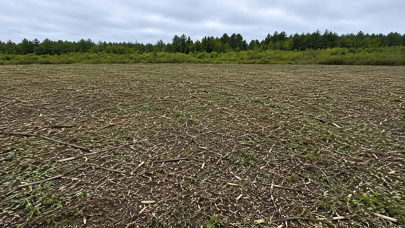 Open old field after forestry mulching