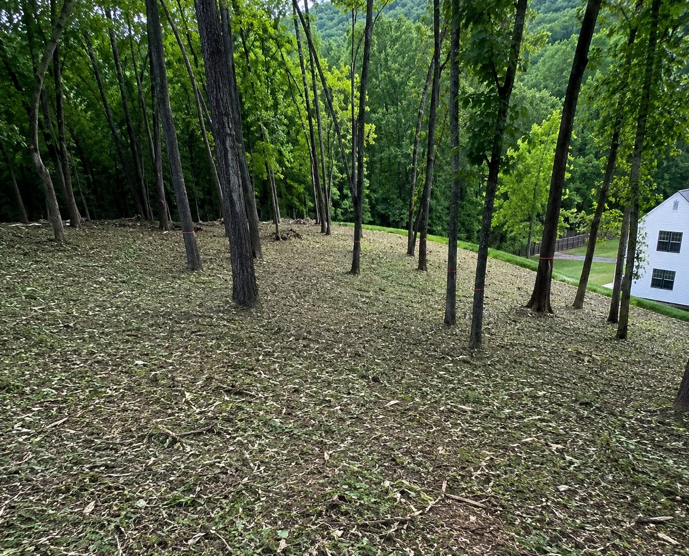 Opened hillside near a home after selective clearing