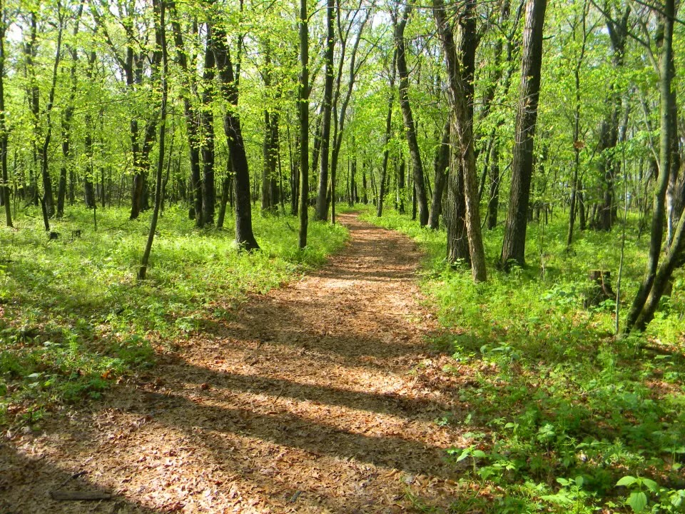Cleared woodland trail corridor for walking or equipment access
